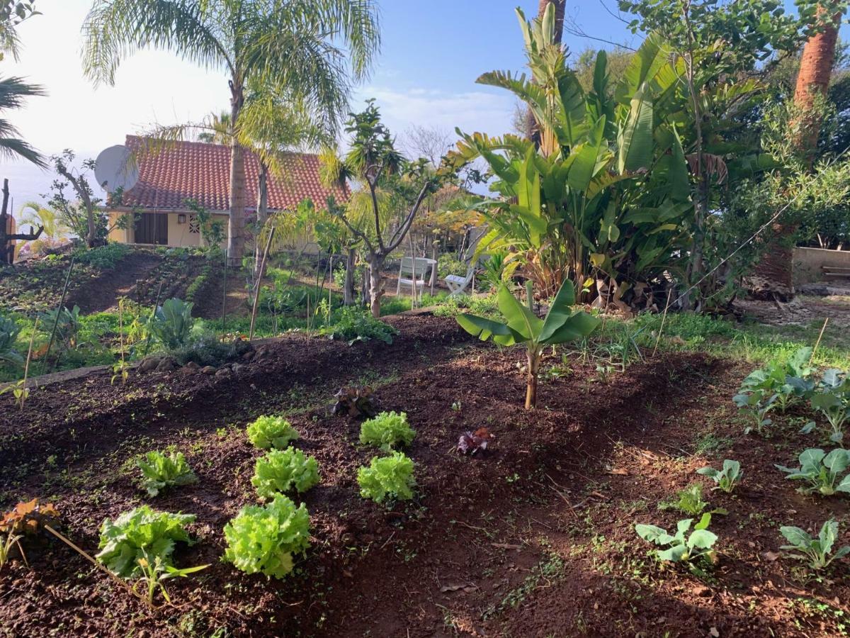 Ferienwohnung Finca Monica La Matanza De Acentejo Eksteriør billede